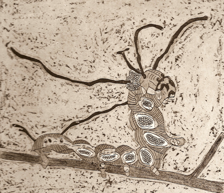 Brahmaea Wallichi