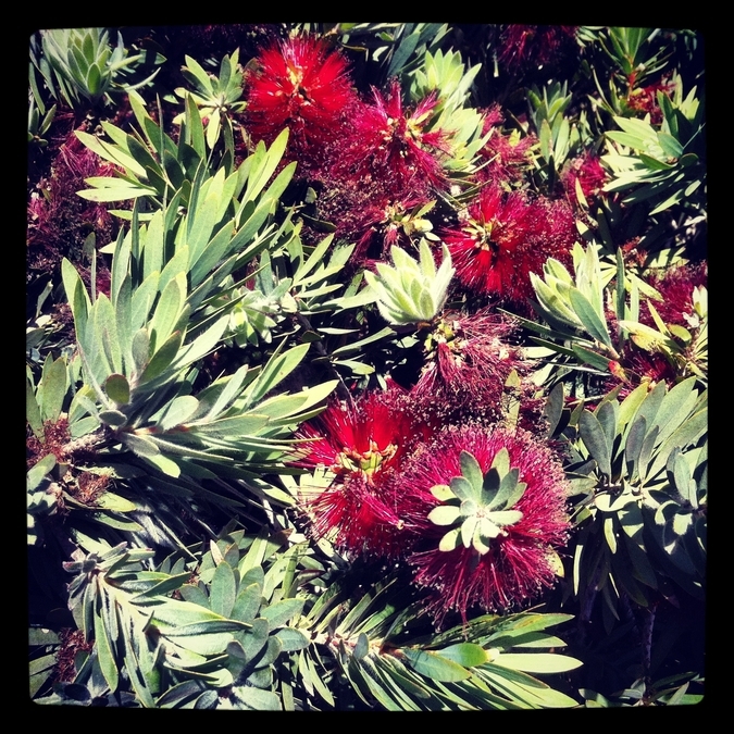 Camarillo Outlet Flowers