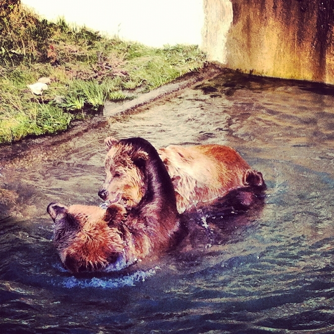 Barengraben Bears