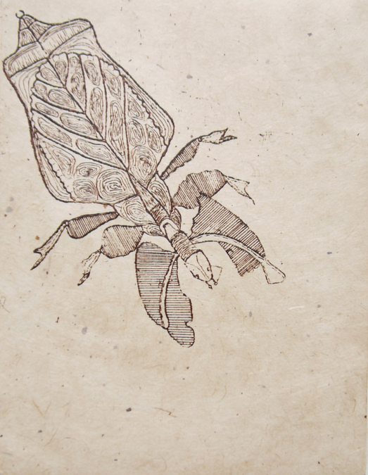 Phyllium siccifolium